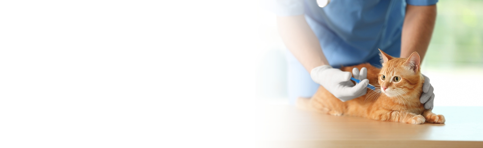 Banner 3