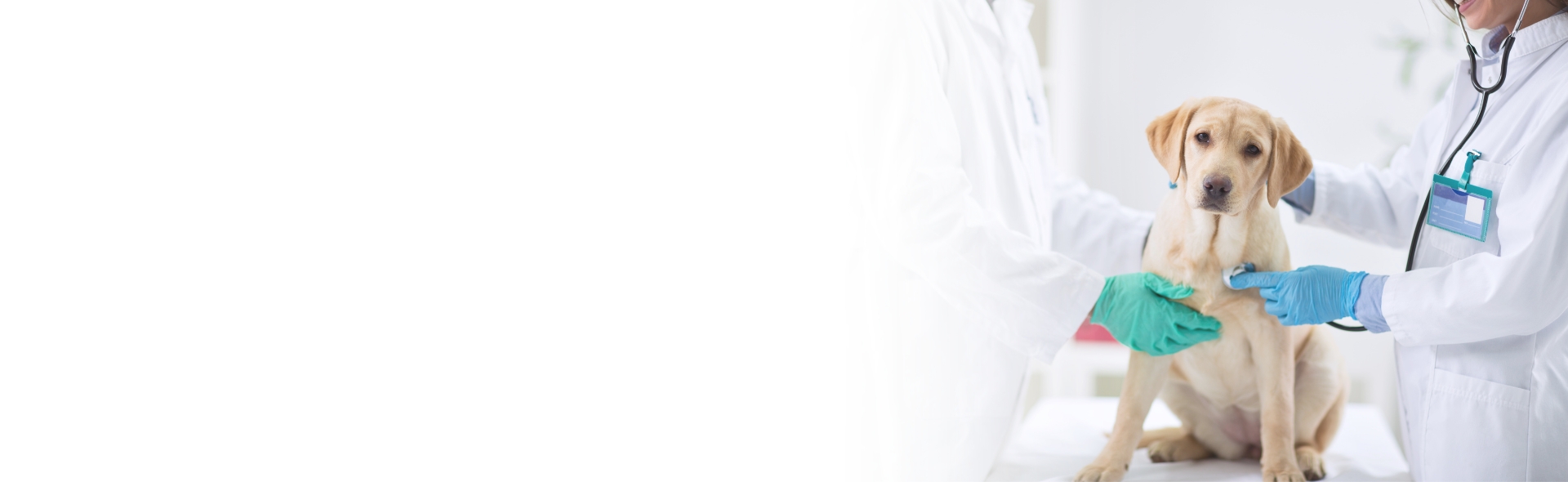 Banner 5