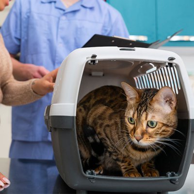 Ecocardiograma em Gato em Guarulhos