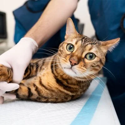Ecocardiograma em Gato