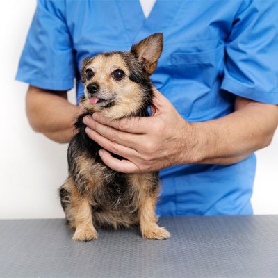 Ecocardiograma Veterinário