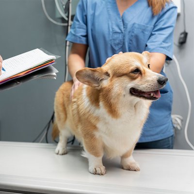 Eletrocardiograma em Pet em Guarulhos