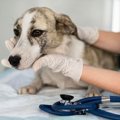 Eletrocardiograma Veterinário em Guarulhos