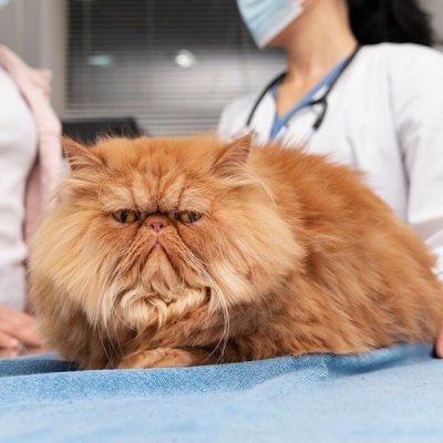 Exame Laboratorial em Gato em Guarulhos