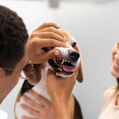 Exame Veterinário em Guarulhos