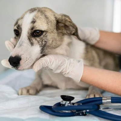 Ressonância em Cachorro em Guarulhos
