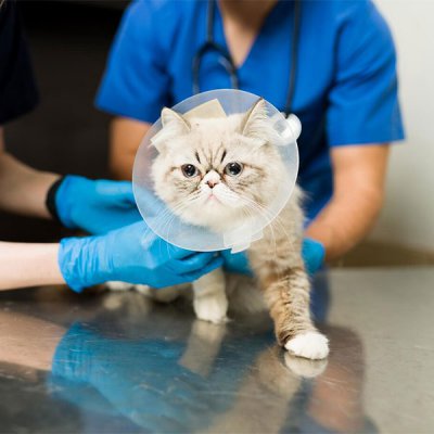 Ressonância em Pet em Guarulhos