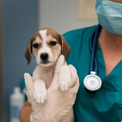 Ressonância Magnética em Cachorro em Guarulhos