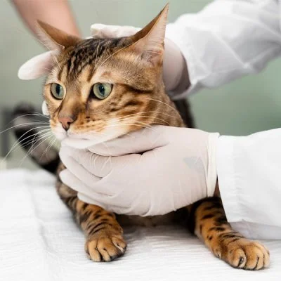 Ressonância Magnética em Gato em Guarulhos