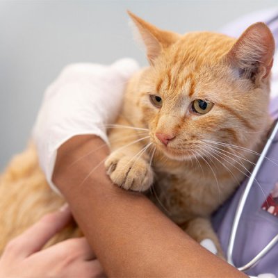 Ressonância Magnética em Gato