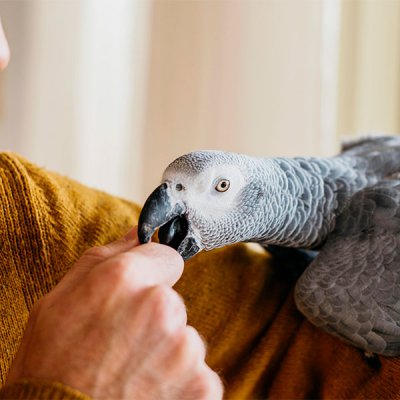 Tomografia em Animal Silvestre em Guarulhos
