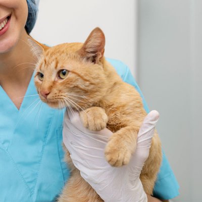 Tomografia Veterinária
