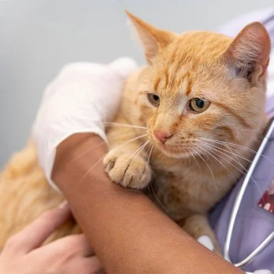 Ultrassom Veterinário em Guarulhos