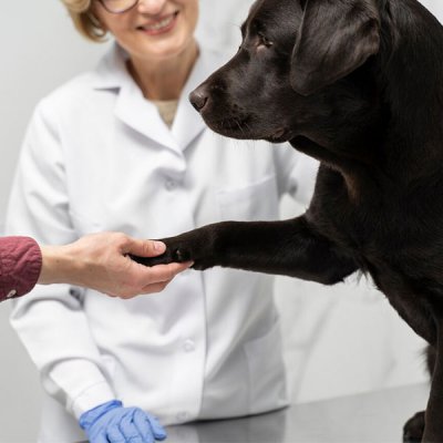 Ultrassom Veterinário